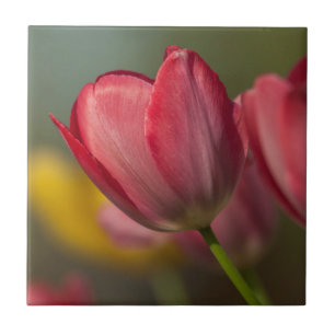 Azulejo De Cerâmica Close-up de tulipas vermelhas e amarelas no jardim