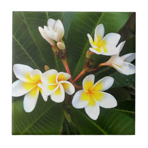 Azulejo De Cerâmica Cluster Frangipani Blossom