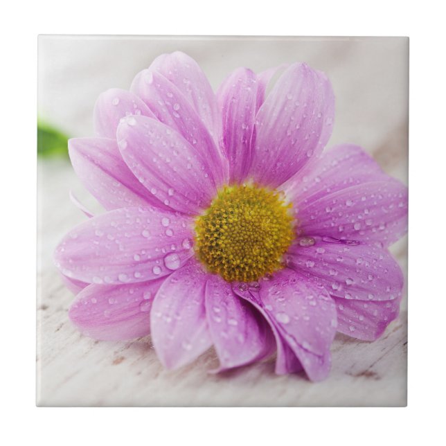 Azulejo de Cerâmica Coaster Flor de Margarida Rosa (Frente)