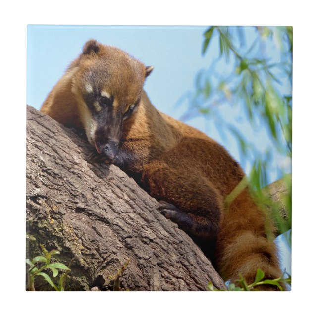 Azulejo De Cerâmica Coati sul-americano em árvore (Frente)