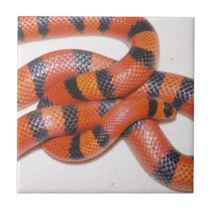 Azulejo De Cerâmica Cobra de leite Milksnake do Honduran do hipo