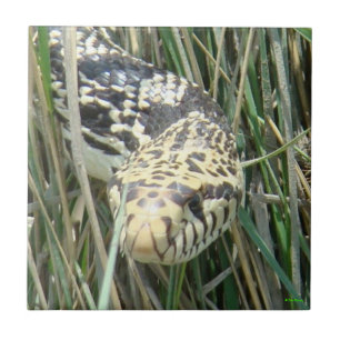 Azulejo De Cerâmica Cobra de R4 Bull no tiro da cabeça da grama