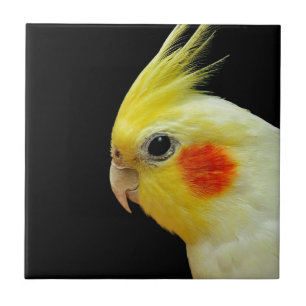 Azulejo De Cerâmica Cockatiel de Lutino