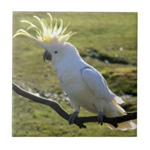 Azulejo De Cerâmica Cockatoo Enxofre-Com crista em Austrália