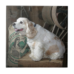 Azulejo De Cerâmica Cocker spaniel
