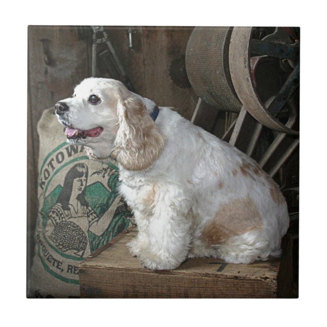 Azulejo De Cerâmica Cocker spaniel (Frente)