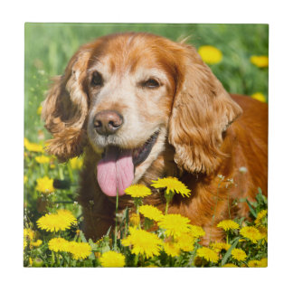 Azulejo De Cerâmica Cocker spaniel em flores amarelas