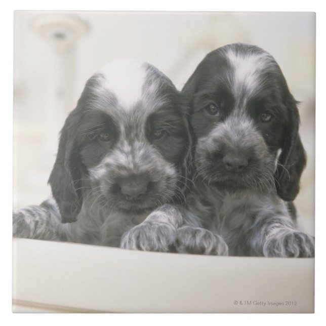 Azulejo De Cerâmica Cocker spaniel inglês é uma raça do cão. Ele (Frente)