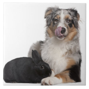 Azulejo De Cerâmica Coelho (bebê de um ano) que encontra-se ao lado d