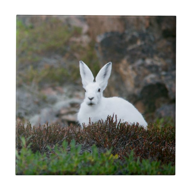 Azulejo De Cerâmica Coelho Branco (Frente)