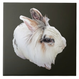 Azulejo De Cerâmica Coelho Lionhead Tri-Color