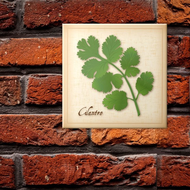 Azulejo De Cerâmica Coentro Erva (Cilantro Herb Ceramic Tile, aromatic leaves with a distinctive flavor. )