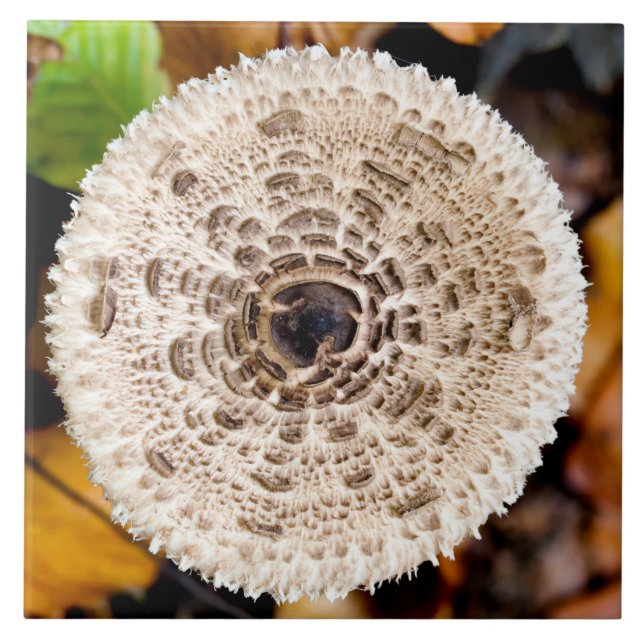 Azulejo De Cerâmica Cogumelo (Frente)