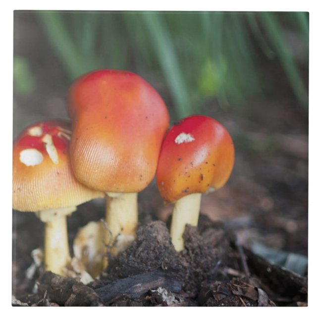 Azulejo De Cerâmica cogumelo da família Amanita (Frente)