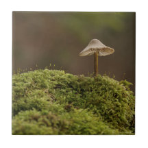 Cogumelo Sereno na Floresta Musgosa Impressão de A