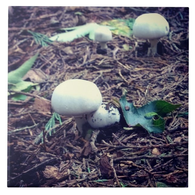Azulejo De Cerâmica Cogumelos Brancos e Bonitos (Frente)