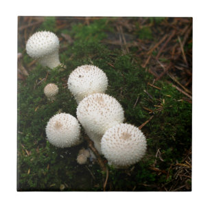 Azulejo De Cerâmica Cogumelos de puffball de Lycoperdon