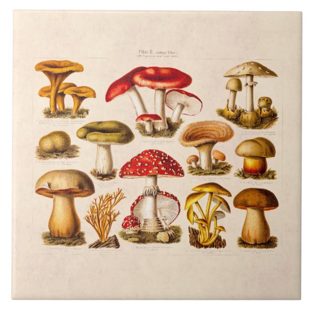 Azulejo De Cerâmica Cogumelos do vermelho da variedade do cogumelo dos (Frente)