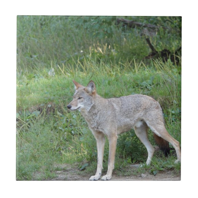 Azulejo De Cerâmica Coleção Coyote (Frente)