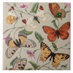 Azulejo De Cerâmica Coleção de Desenhos de Mariposa Borboleta Natureza