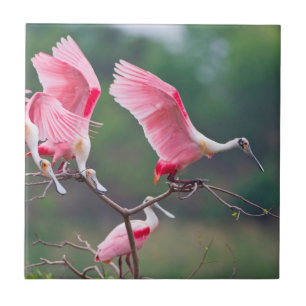 Azulejo De Cerâmica Colheres Rosadas (Ajaia Ajaja) Pousando