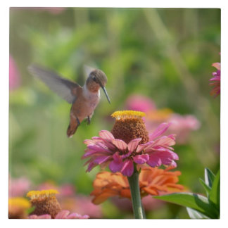 Azulejo De Cerâmica Colibri com Zinnias
