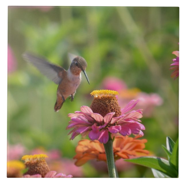 Azulejo De Cerâmica Colibri com Zinnias (Frente)