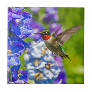 Azulejo De Cerâmica Colibri e Delphinium