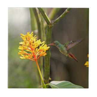 Azulejo De Cerâmica Colibri e flor tropicais