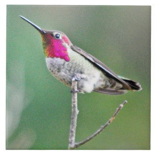 Azulejo De Cerâmica Colibri empoleirado