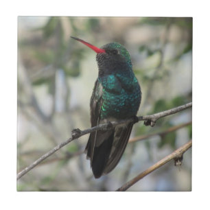 Azulejo De Cerâmica colibri Largo-faturado