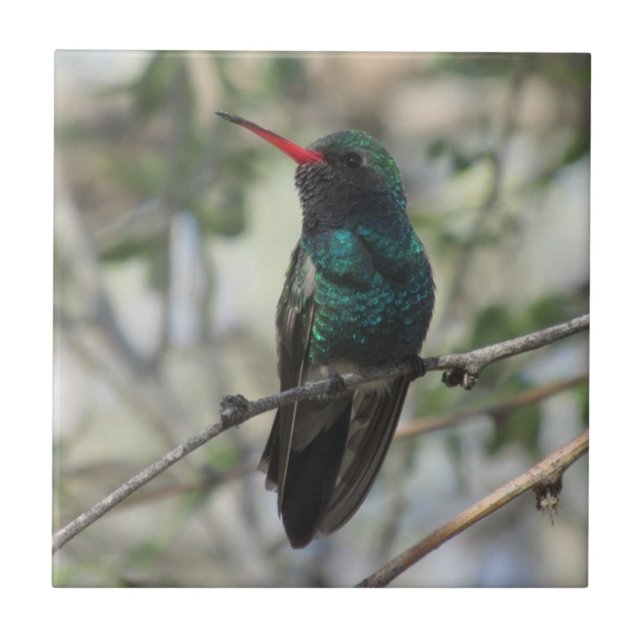 Azulejo De Cerâmica colibri Largo-faturado (Frente)