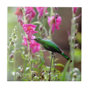 Azulejo De Cerâmica Colibri que alimenta no néctar