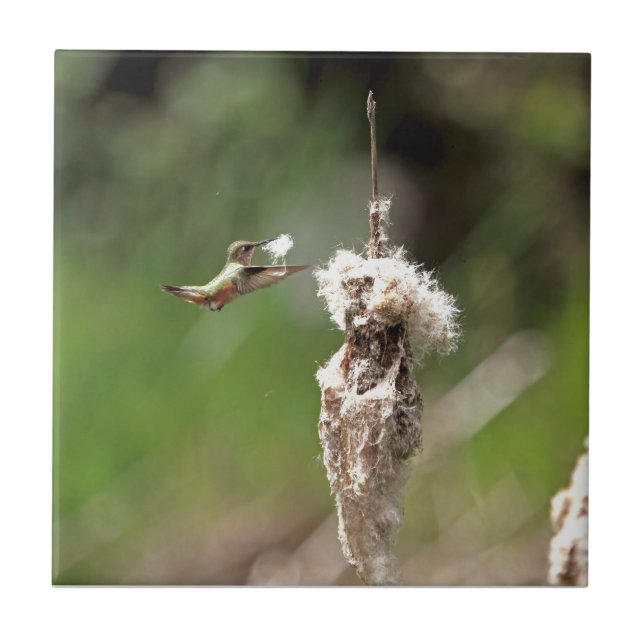 Azulejo De Cerâmica Colibri que constrói um ninho (Frente)
