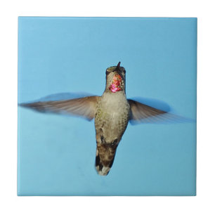 Azulejo De Cerâmica Colibri que paira