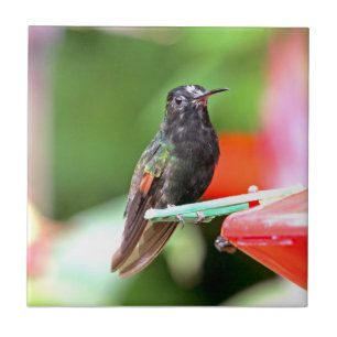 Azulejo De Cerâmica Colibri tropical no alimentador