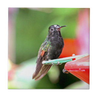 Azulejo De Cerâmica Colibri tropical no alimentador