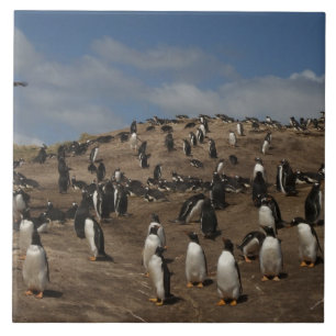 Azulejo De Cerâmica colônia de Pinguim Gentoo (Pygoscelis papua) no Oe