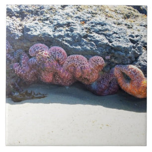 Azulejo De Cerâmica Colorful Starfish at Bob Creek, OR