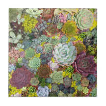 Colorido Genérico Suculentos