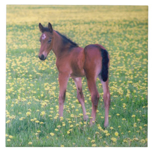 Azulejo De Cerâmica Colt no Campo de Dandelion