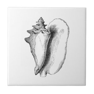 Azulejo De Cerâmica Conch da rainha (linha arte)