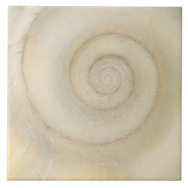 Azulejo De Cerâmica Concha - Concologia - Espiral Branco (Frente)