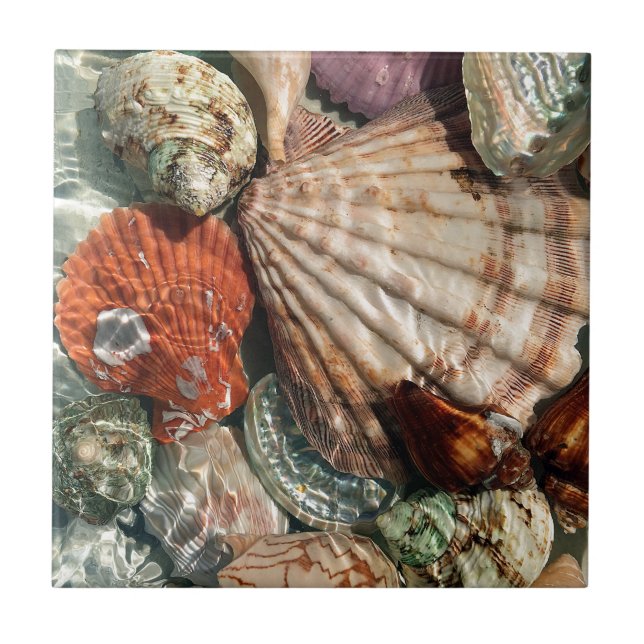 Azulejo De Cerâmica Conchas (Frente)