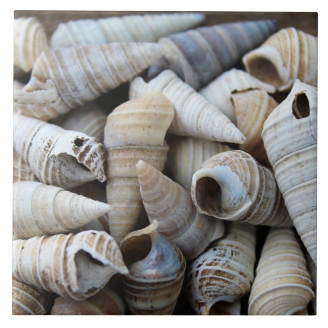 Azulejo De Cerâmica Conchas de Cone de Linha Costeira (Frente)