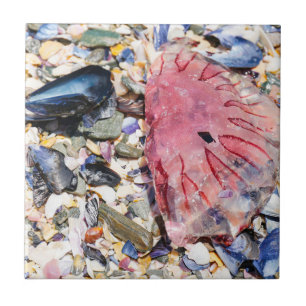 Azulejo De Cerâmica Conchas do Mar Gellyfish Ocean Beach View