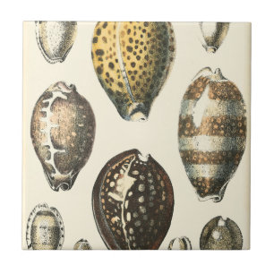Azulejo De Cerâmica Conchas Selvagens Exclusivamente Formatadas