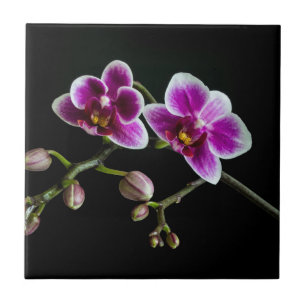 Azulejo De Cerâmica Cor branca rosa-orquídea em preto pálido e suave