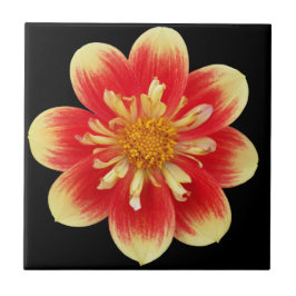 Azulejo De Cerâmica Cor de laranja e amarelo Dahlia Floral