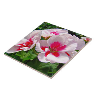Azulejo De Cerâmica Cor-de-rosa e vermelho Geranium Floral